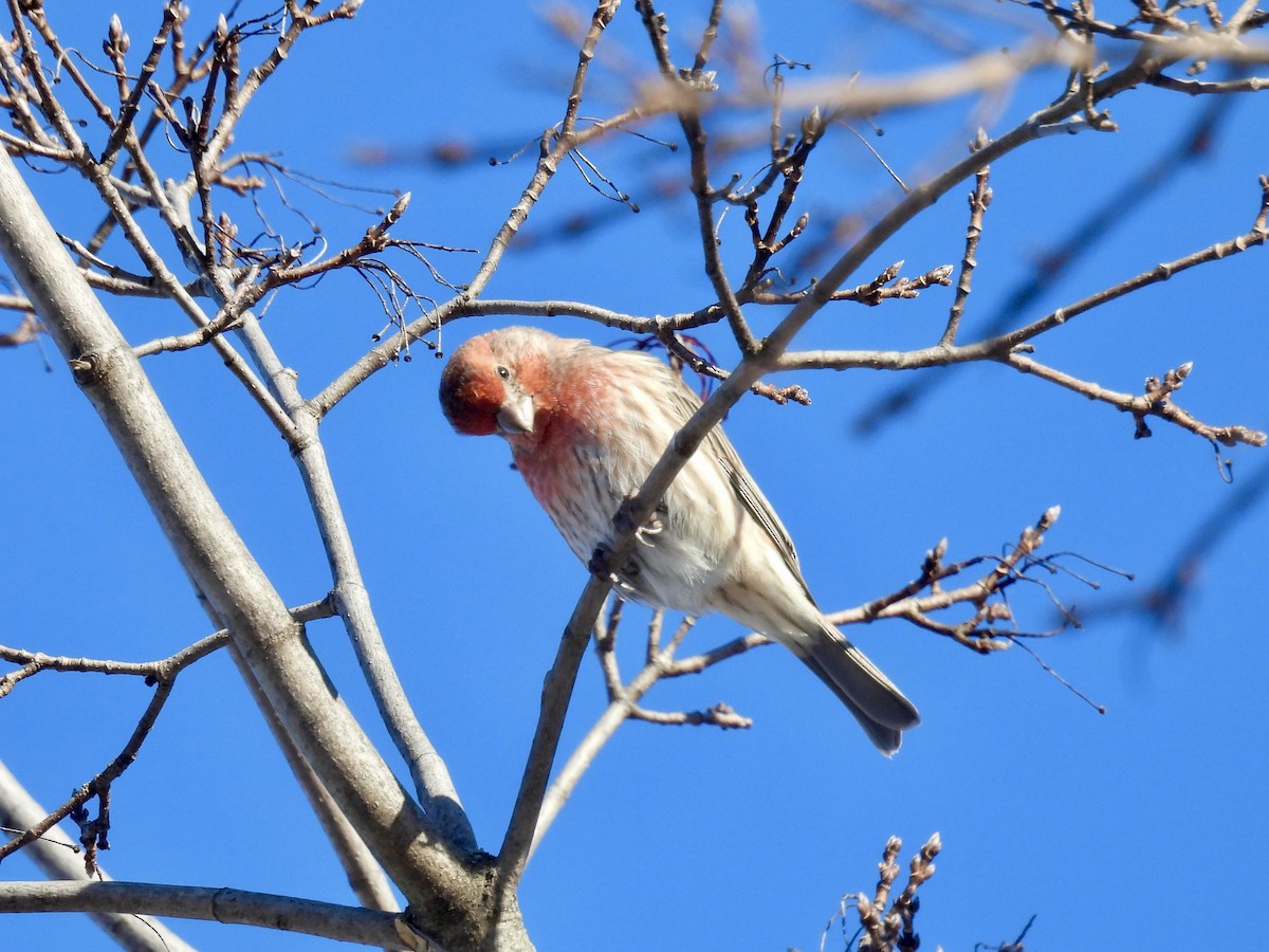 Hausgimpel - ML646373872