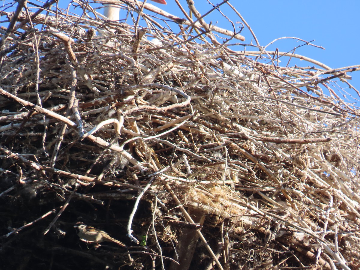 Gorrión Molinero - ML646373873