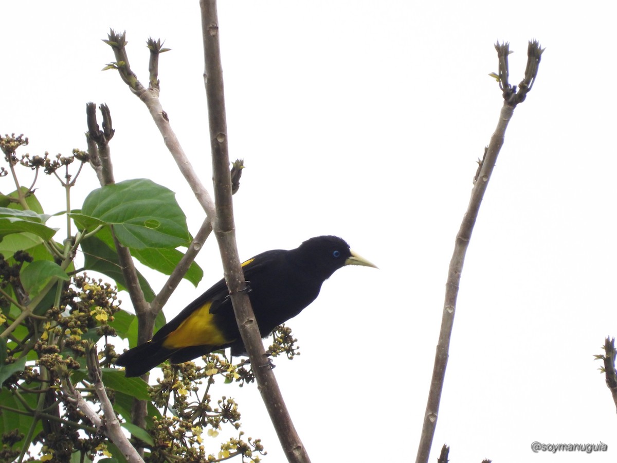 Yellow-rumped Cacique - ML646373874