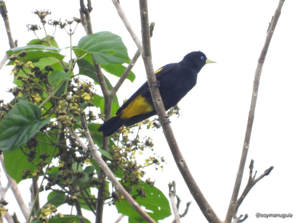 Yellow-rumped Cacique - ML646373875