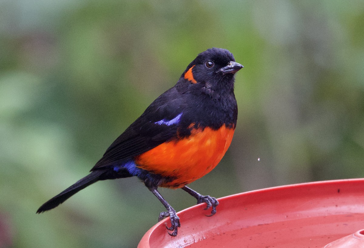Scarlet-bellied Mountain Tanager - ML646373876