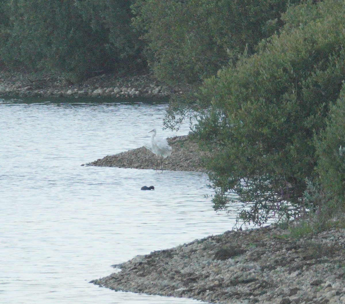 Great Egret - ML646373878