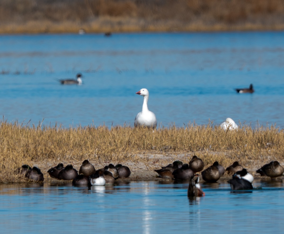 Snow Goose - ML646373880