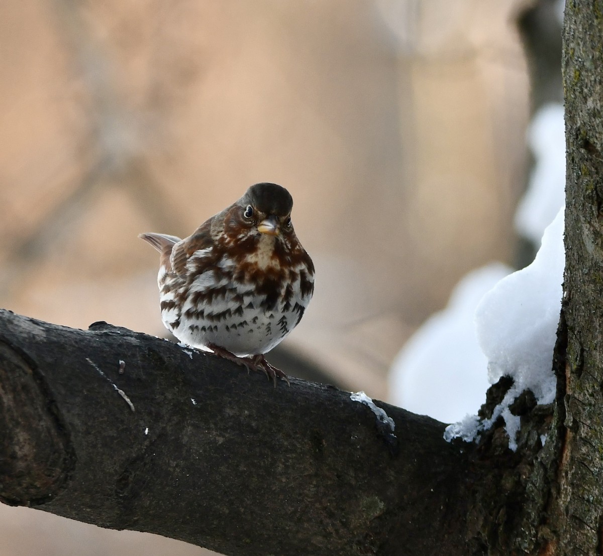 Fox Sparrow - ML646373881