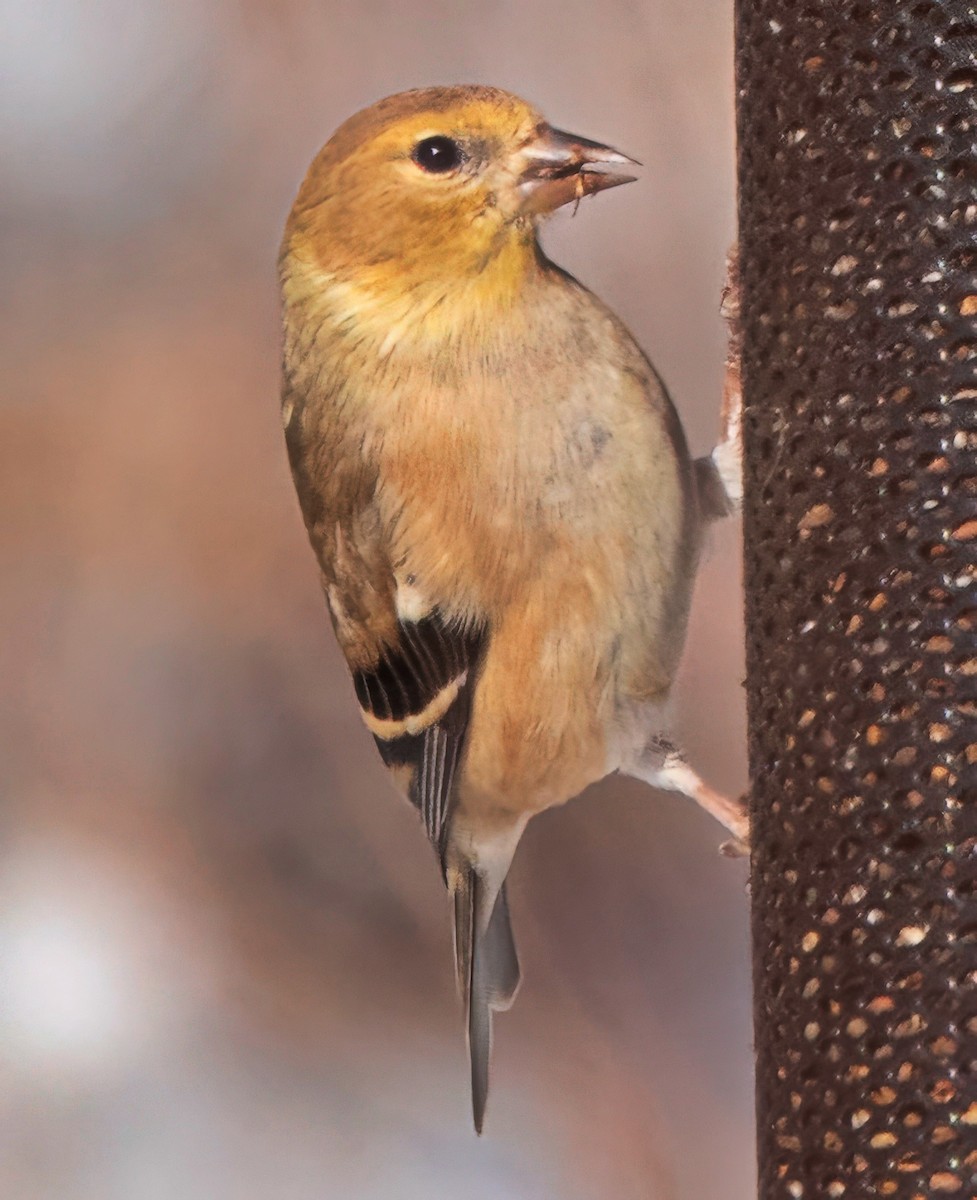 American Goldfinch - ML646373883