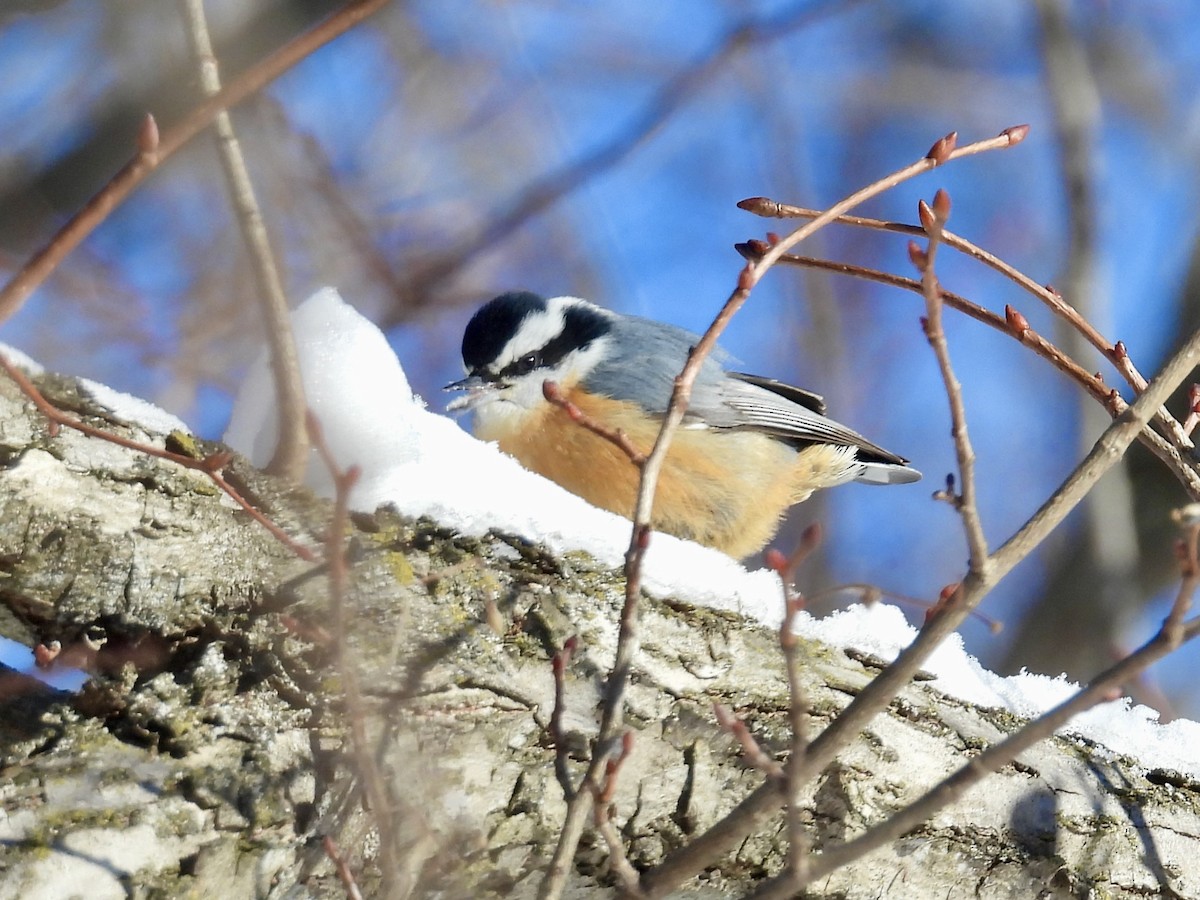 Rotbrustkleiber - ML646373884