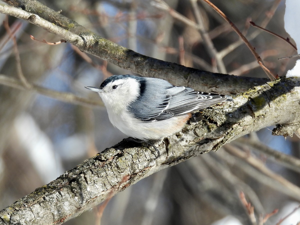 Sittelle à poitrine blanche - ML646373885