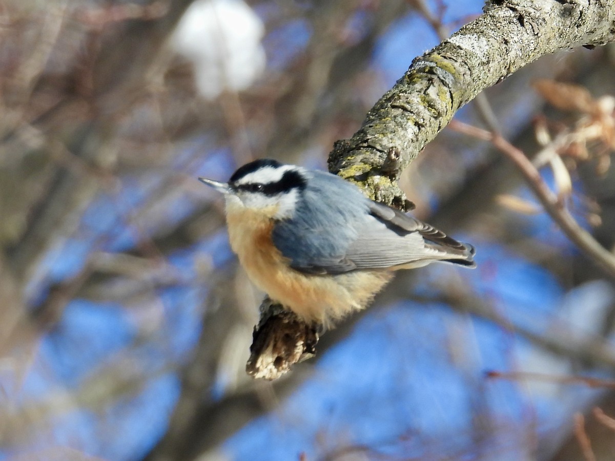 Rotbrustkleiber - ML646373887