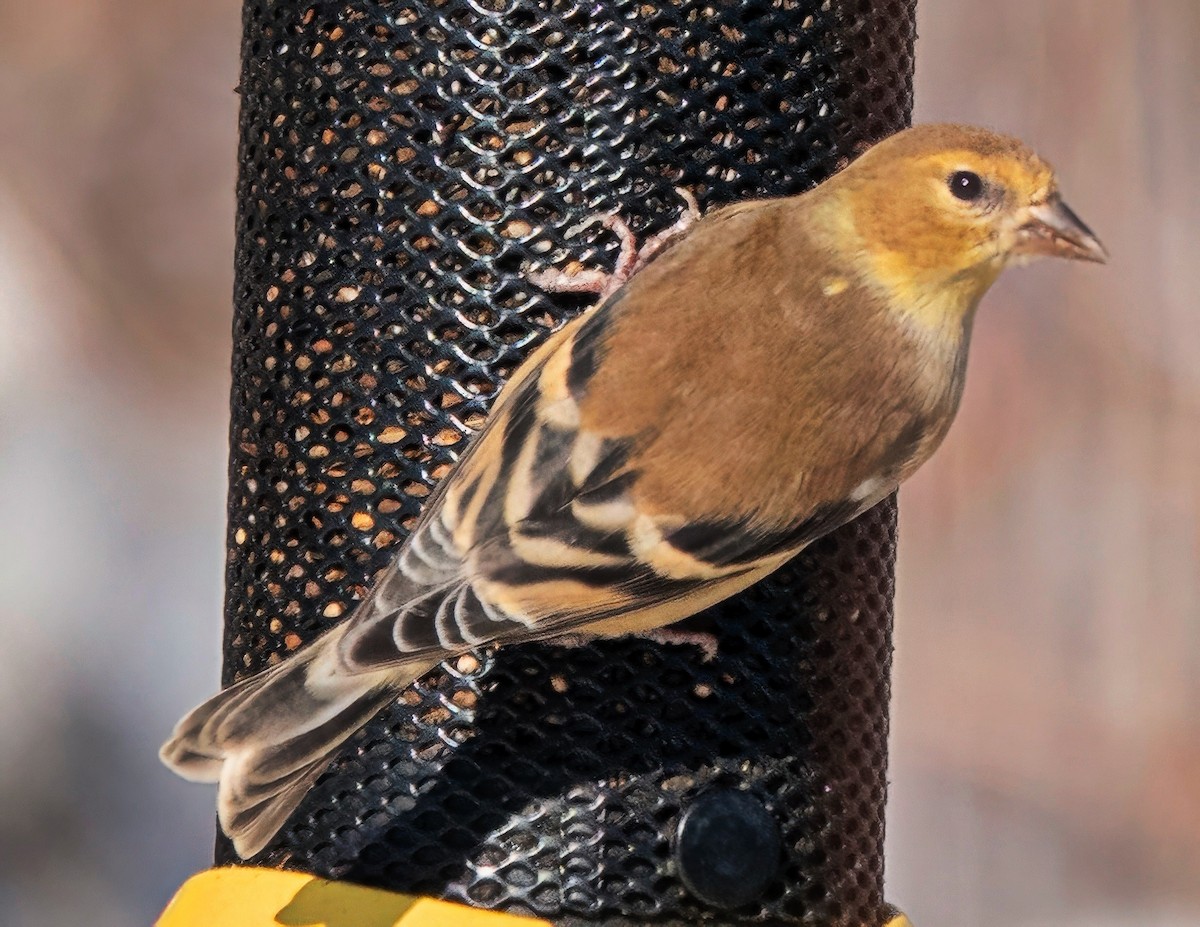 American Goldfinch - ML646373888