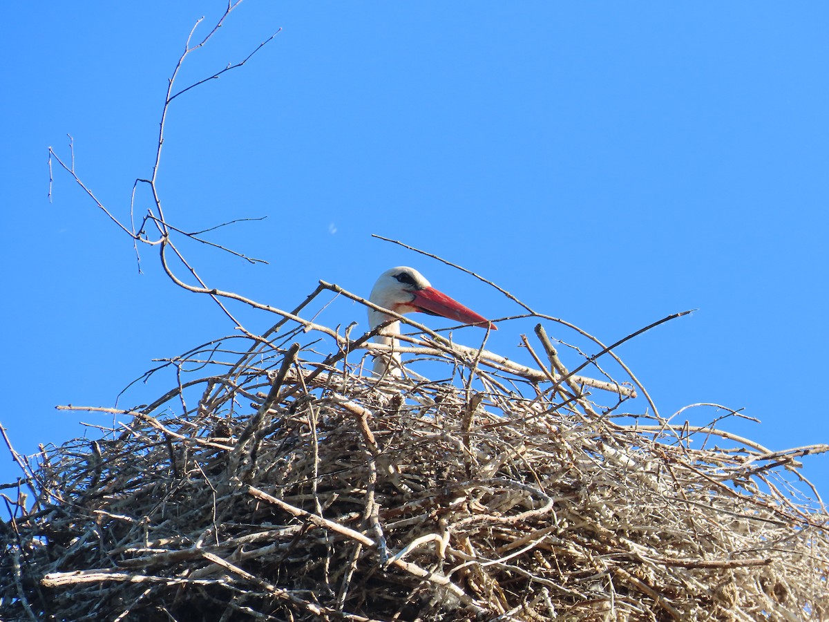 White Stork - ML646373889
