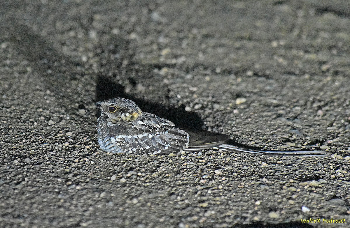 Scissor-tailed Nightjar - ML646373890