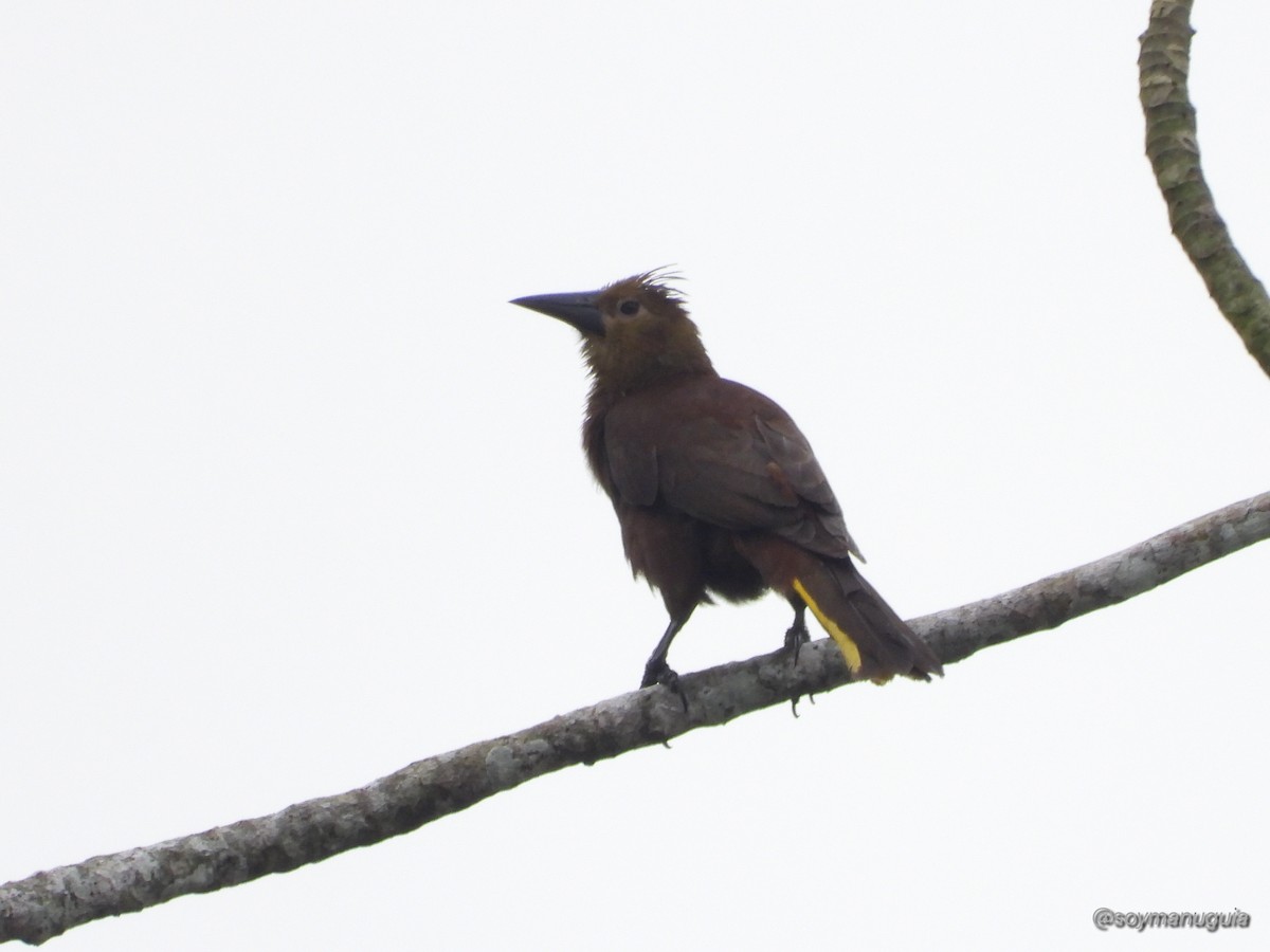 Russet-backed Oropendola - ML646373896