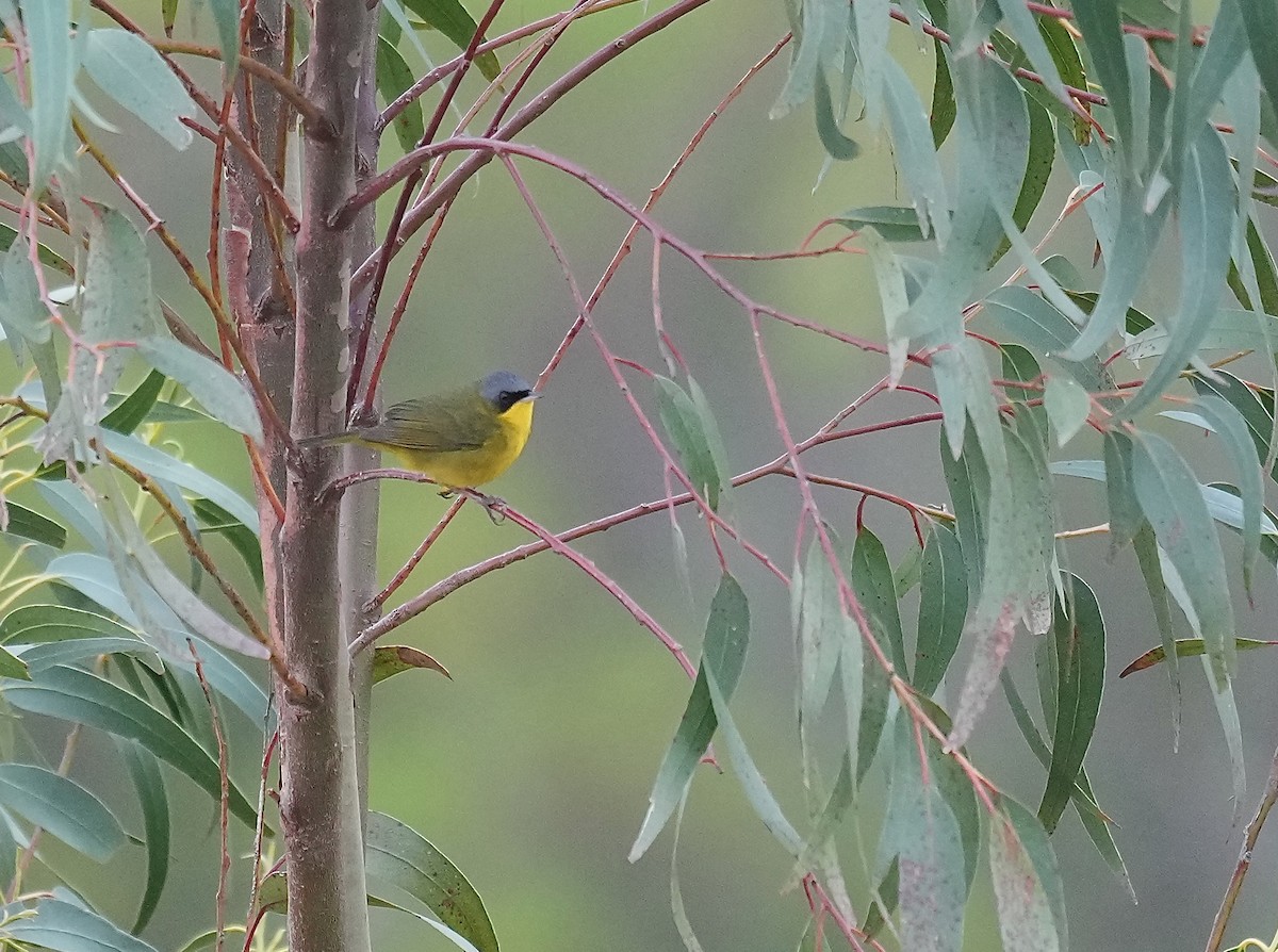 Southern Yellowthroat - ML646373897