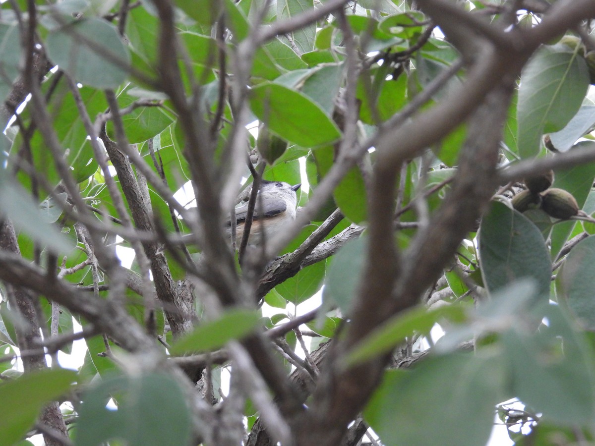 Black-crested Titmouse - ML646373898