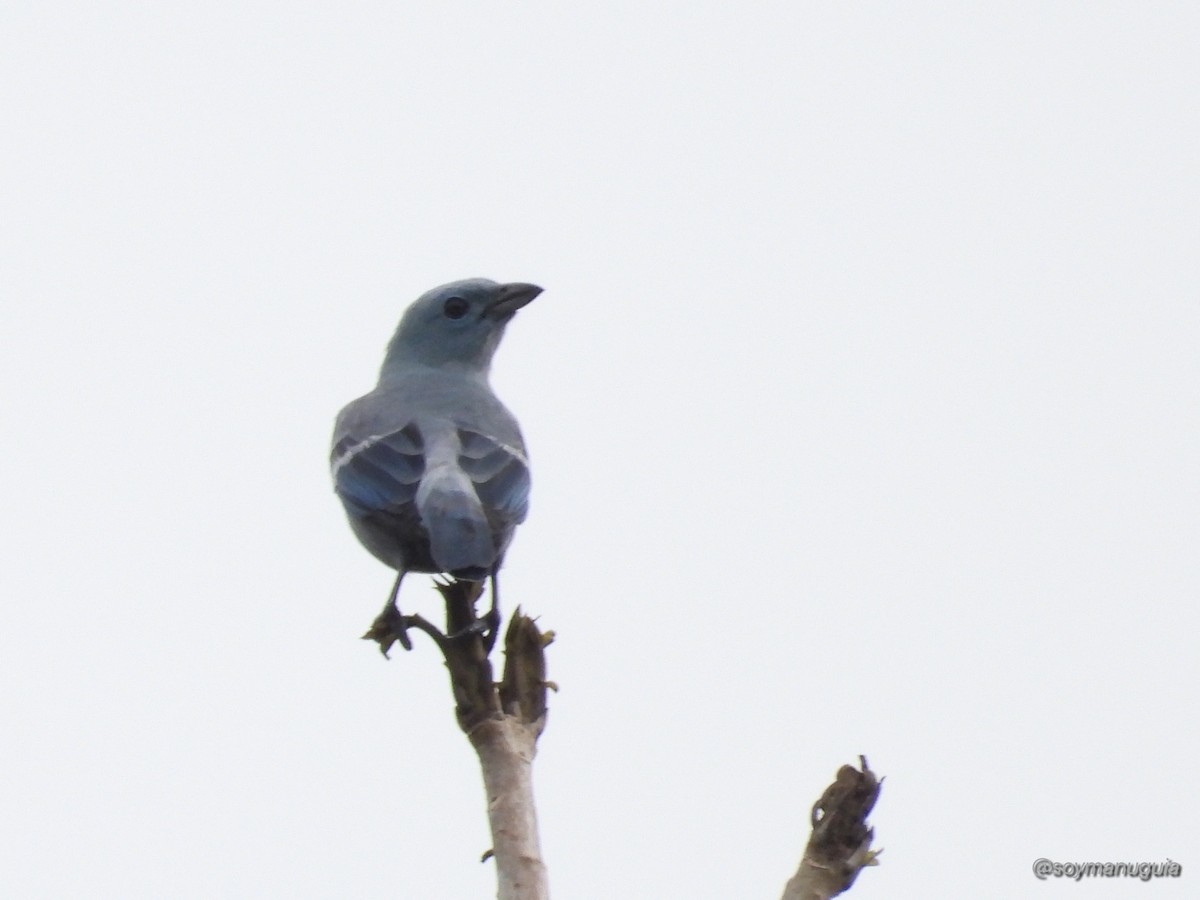 Blue-gray Tanager - ML646373903