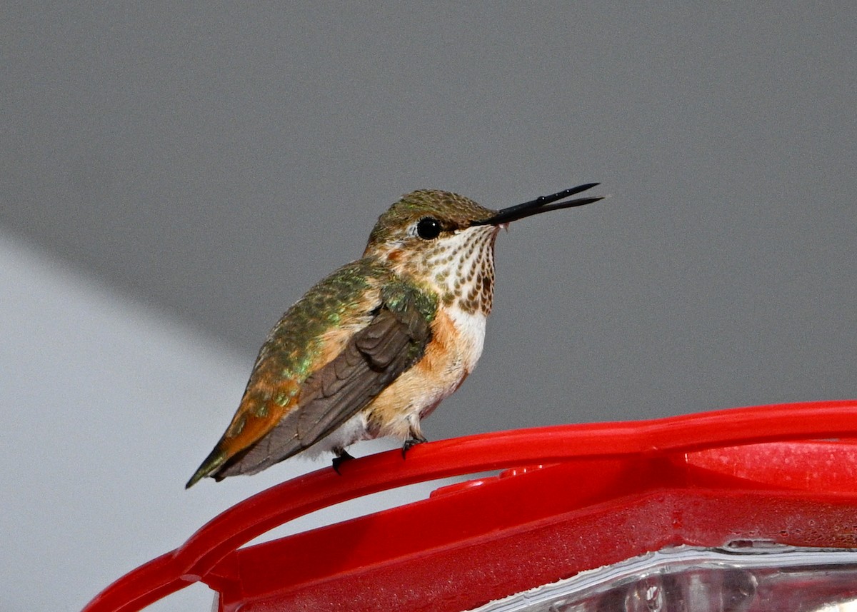 Rufous Hummingbird - ML646373904