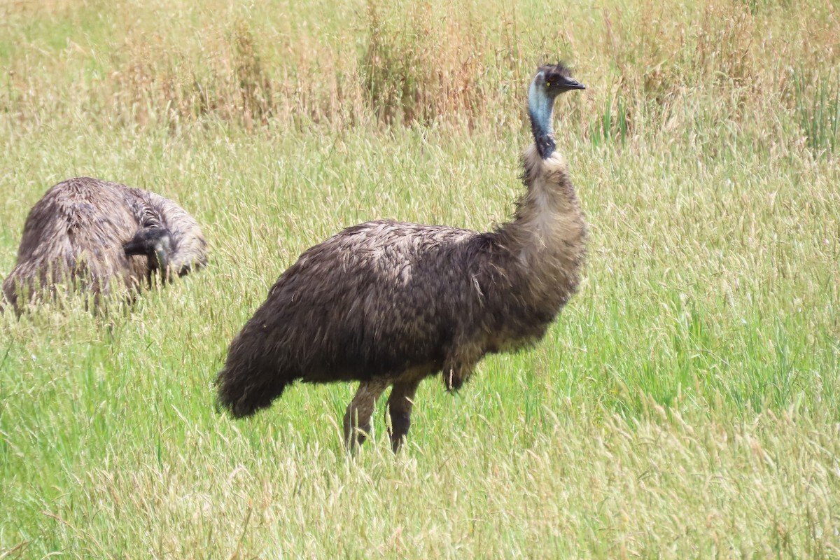 Emu - ML646373909
