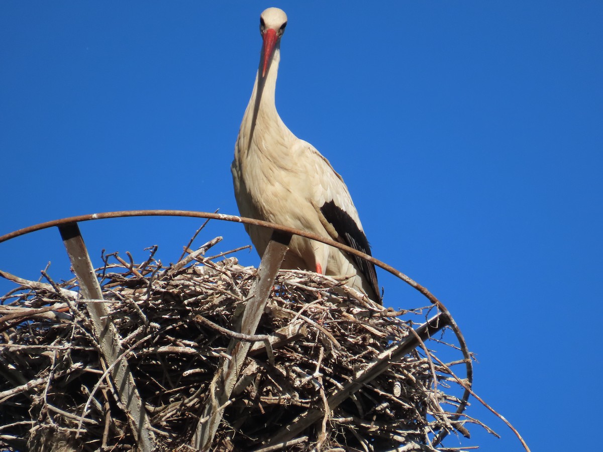 White Stork - ML646373910