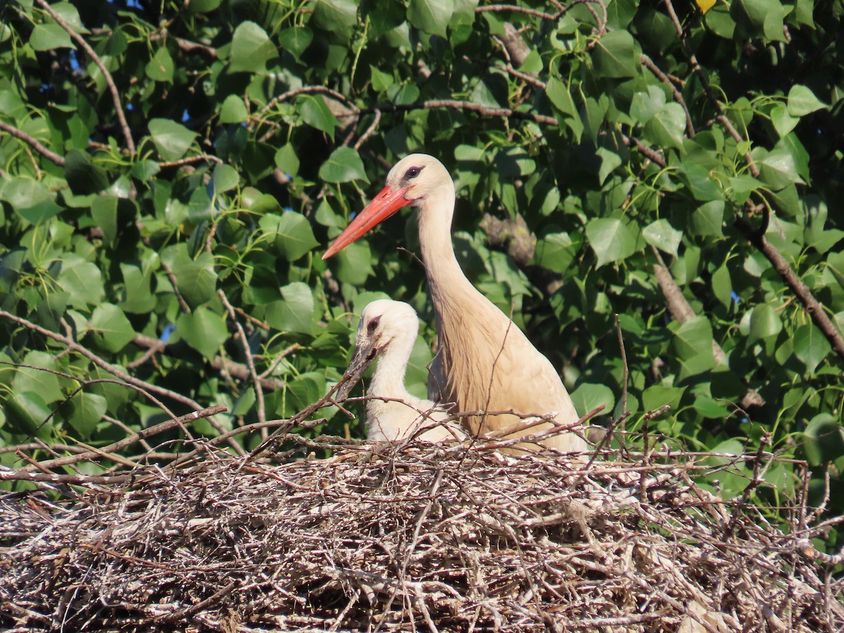 White Stork - ML646373911