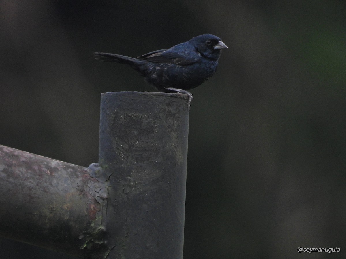 Blue-black Grassquit - ML646373912