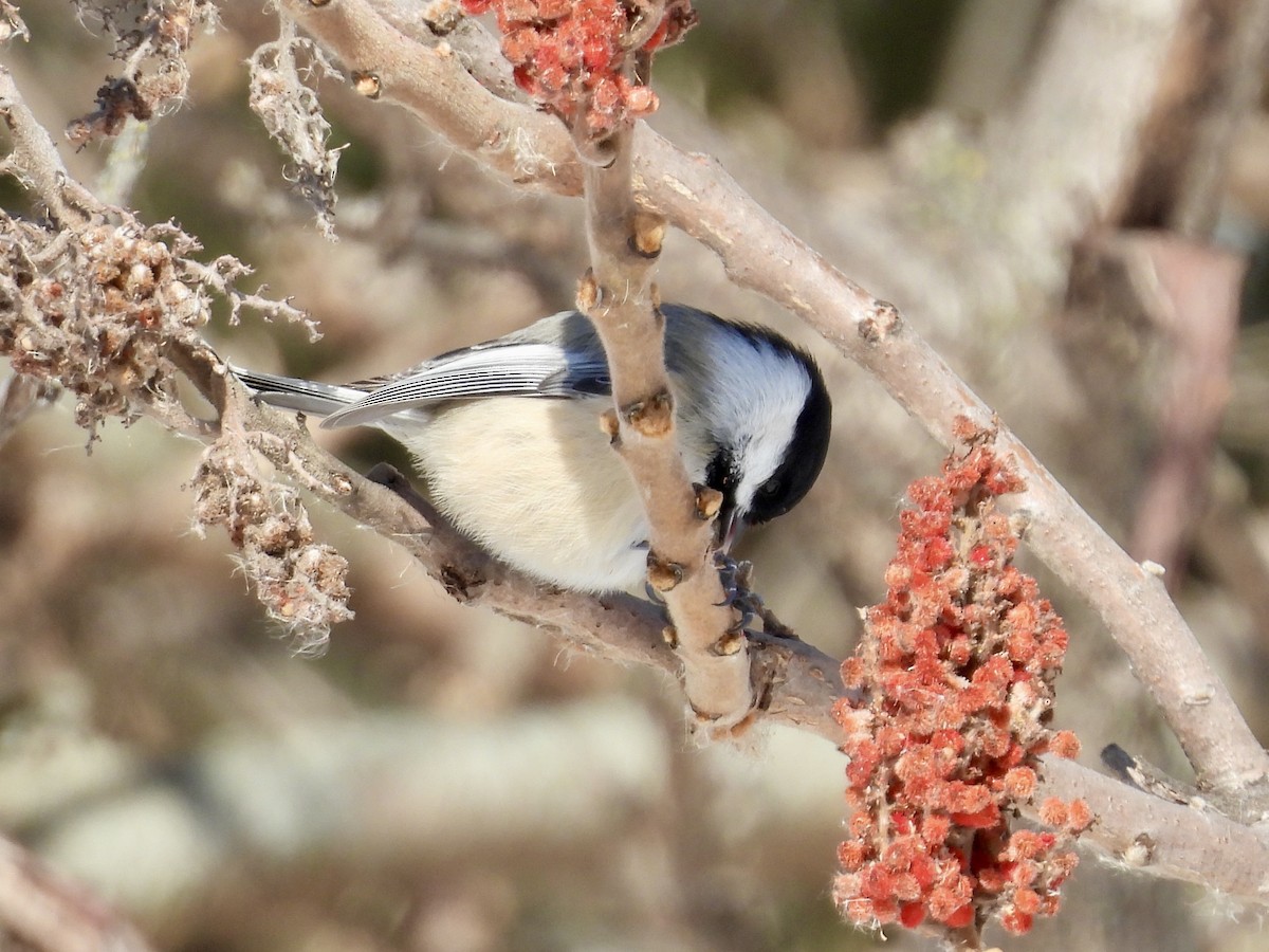 Schwarzkopfmeise - ML646373913