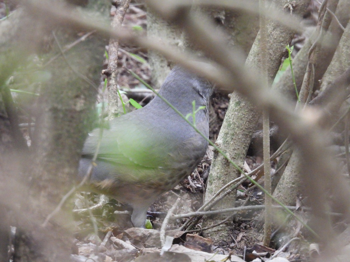 Curve-billed Thrasher - ML646373914