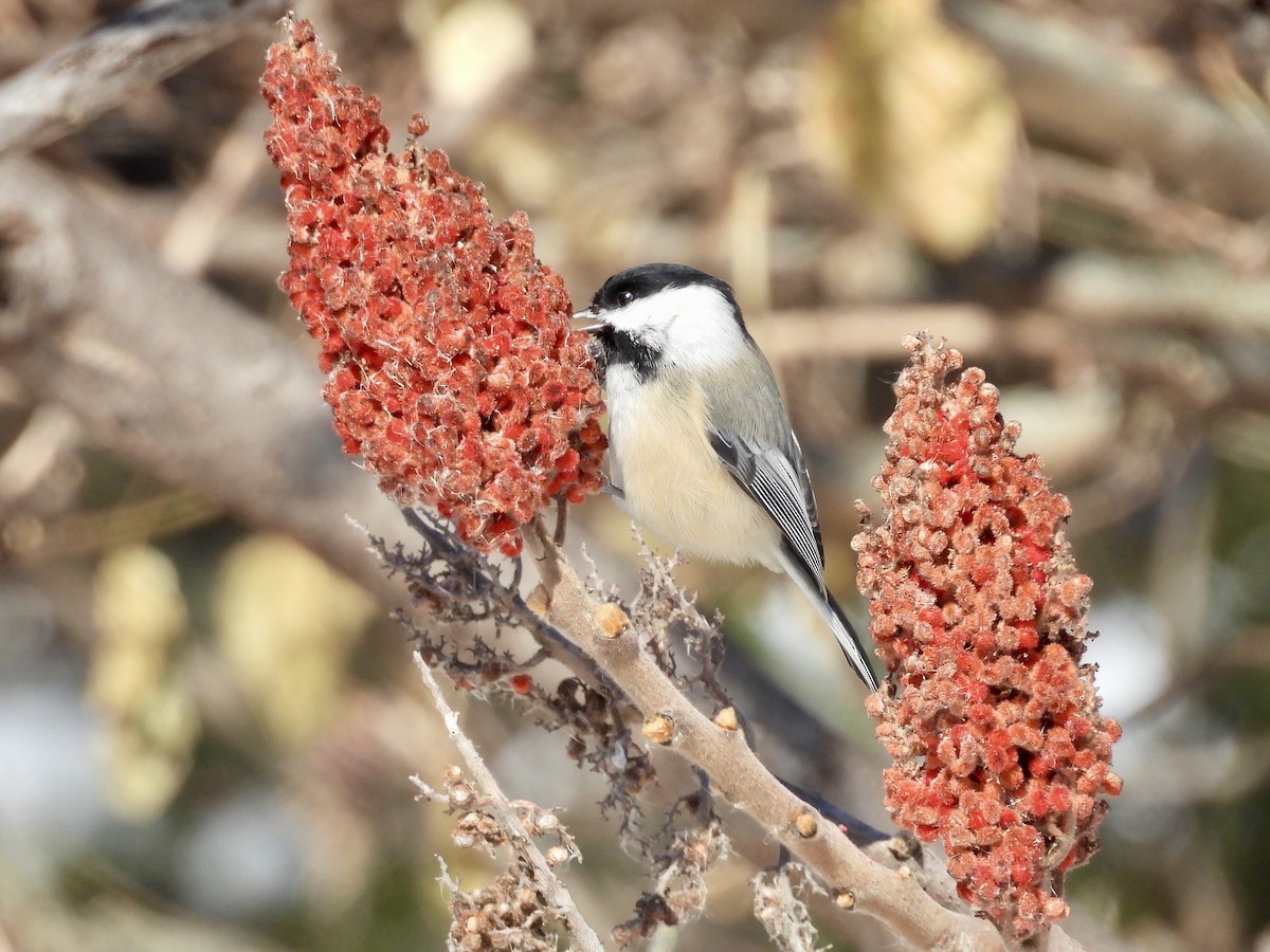 Schwarzkopfmeise - ML646373916