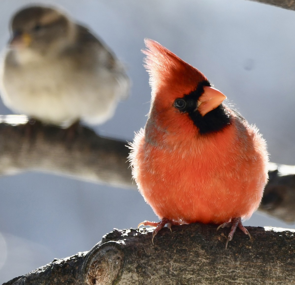 Northern Cardinal - ML646373917