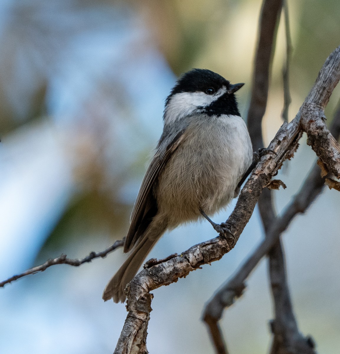 Mexican Chickadee - ML646373919