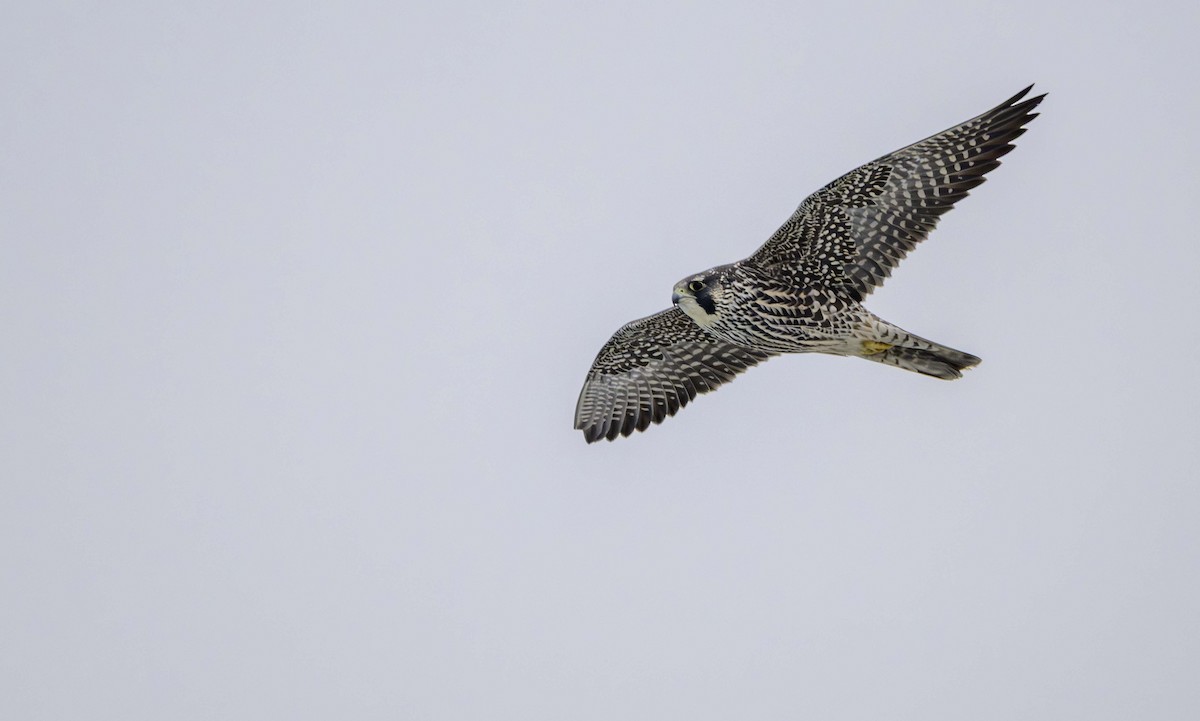Peregrine Falcon - ML646373922