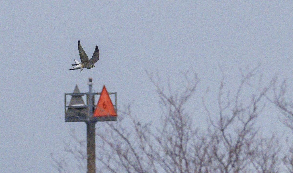 Peregrine Falcon - ML646373923