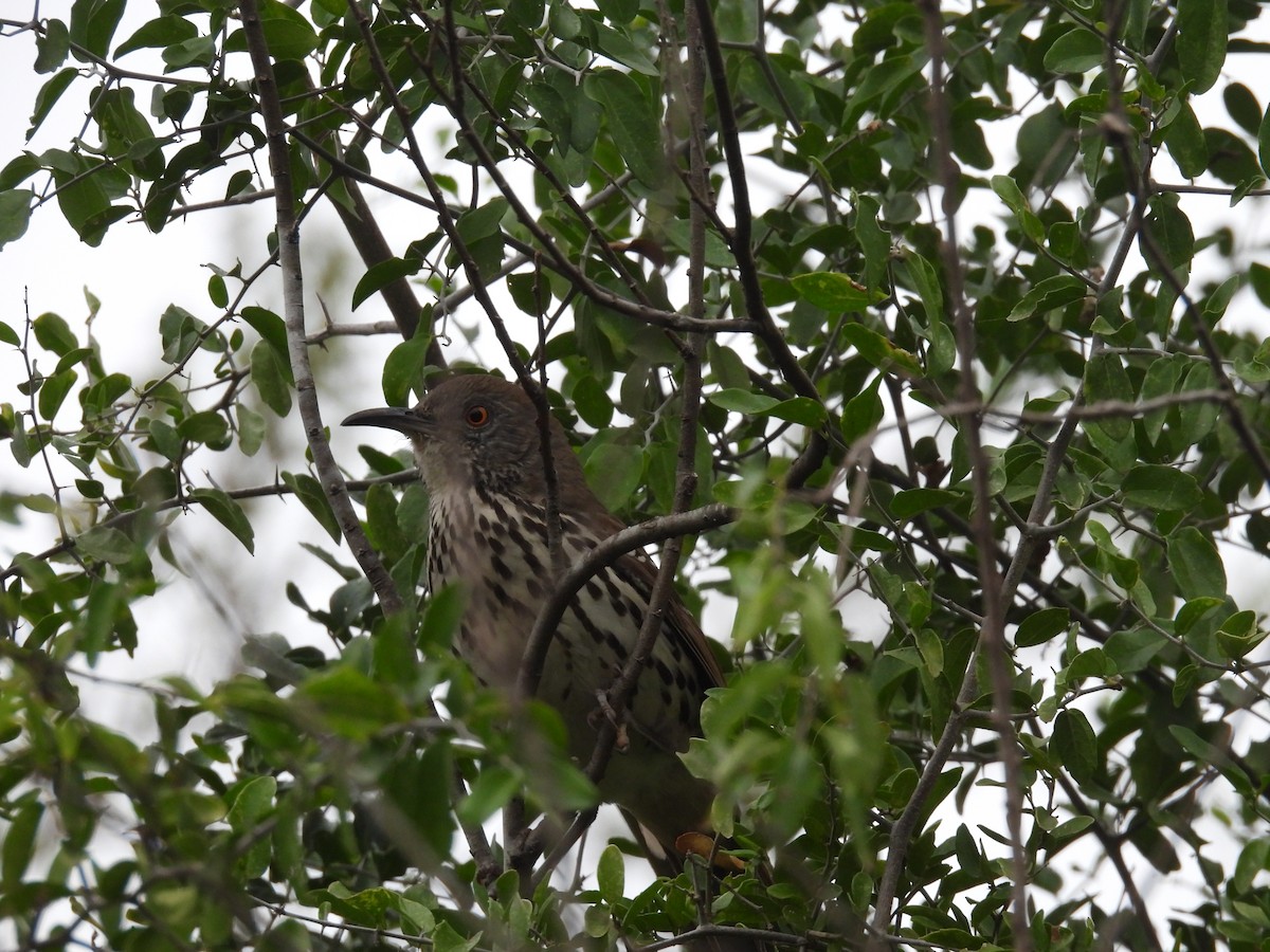 Long-billed Thrasher - ML646373924