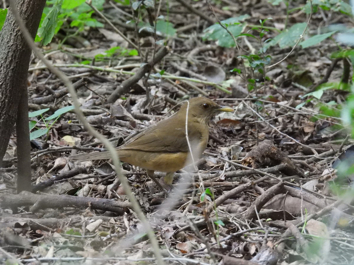 Clay-colored Thrush - ML646373926