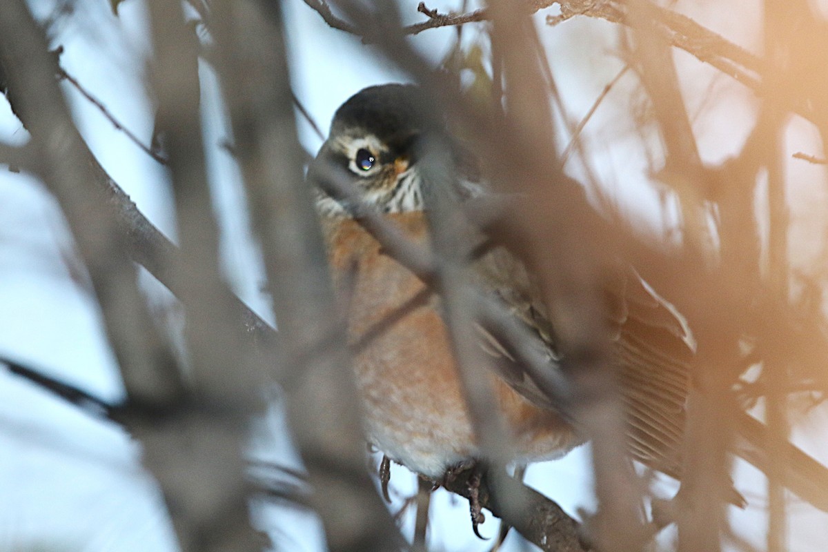 American Robin - ML646373927