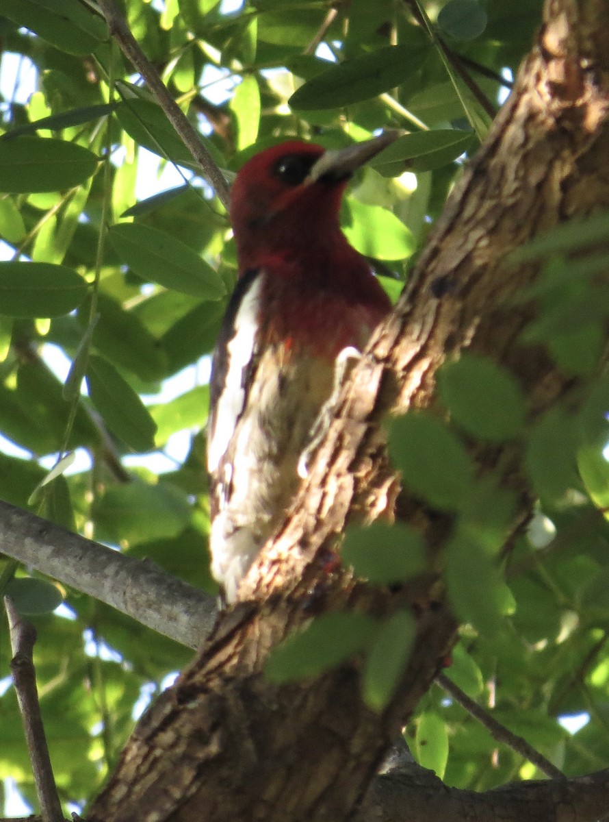 Red-breasted Sapsucker - ML646373930