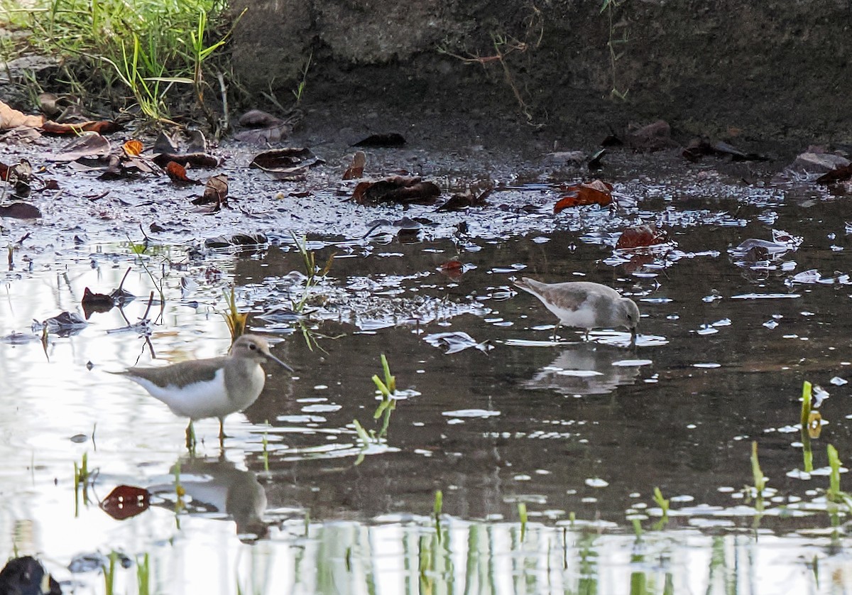 Common Sandpiper - ML646373933