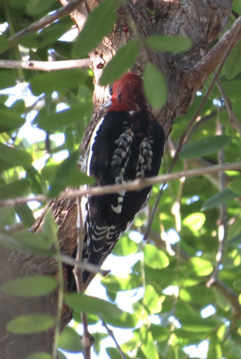 Red-breasted Sapsucker - ML646373934