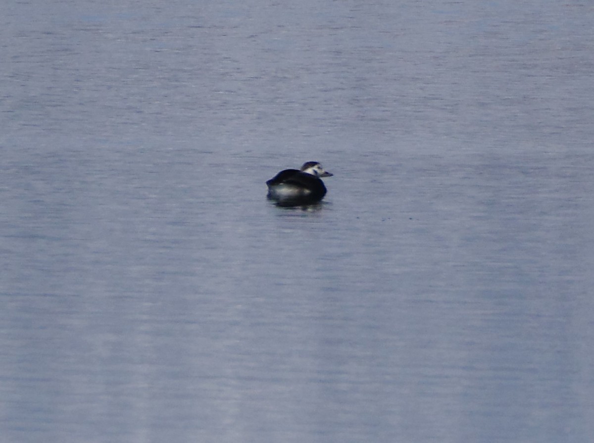 Long-tailed Duck - ML646373935