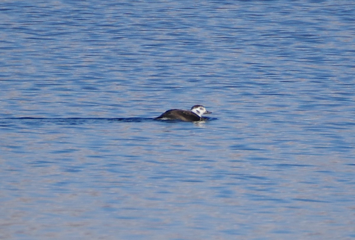 Long-tailed Duck - ML646373936