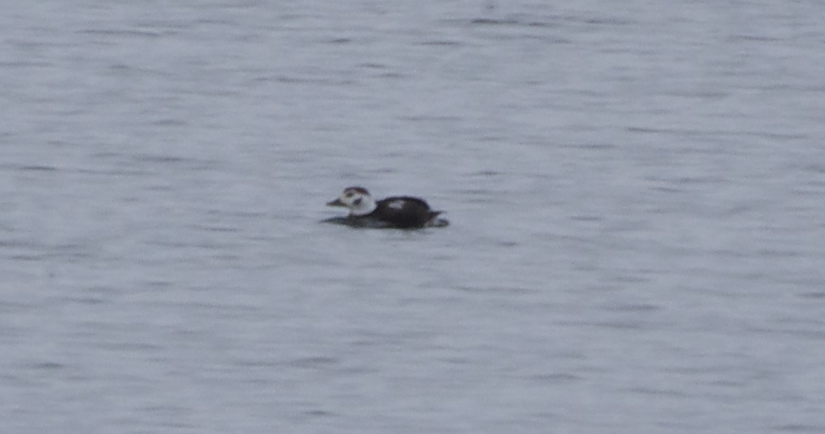 Long-tailed Duck - ML646373937