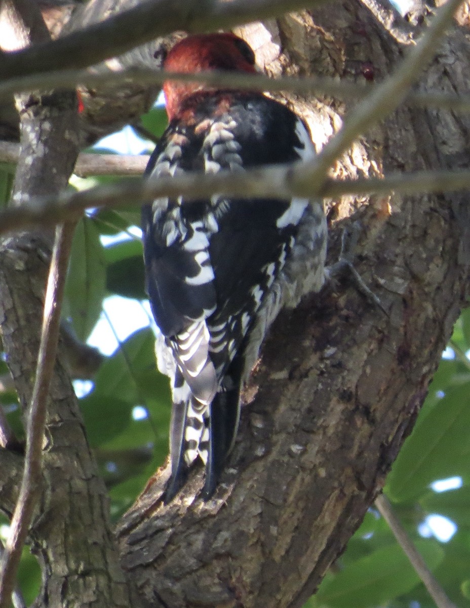 Red-breasted Sapsucker - ML646373938