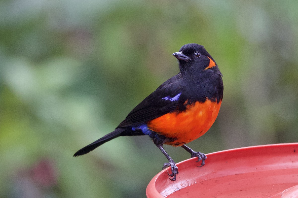 Scarlet-bellied Mountain Tanager - ML646373940