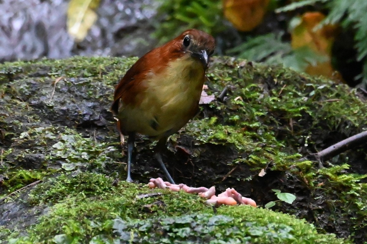 Yellow-breasted Antpitta - ML646373941
