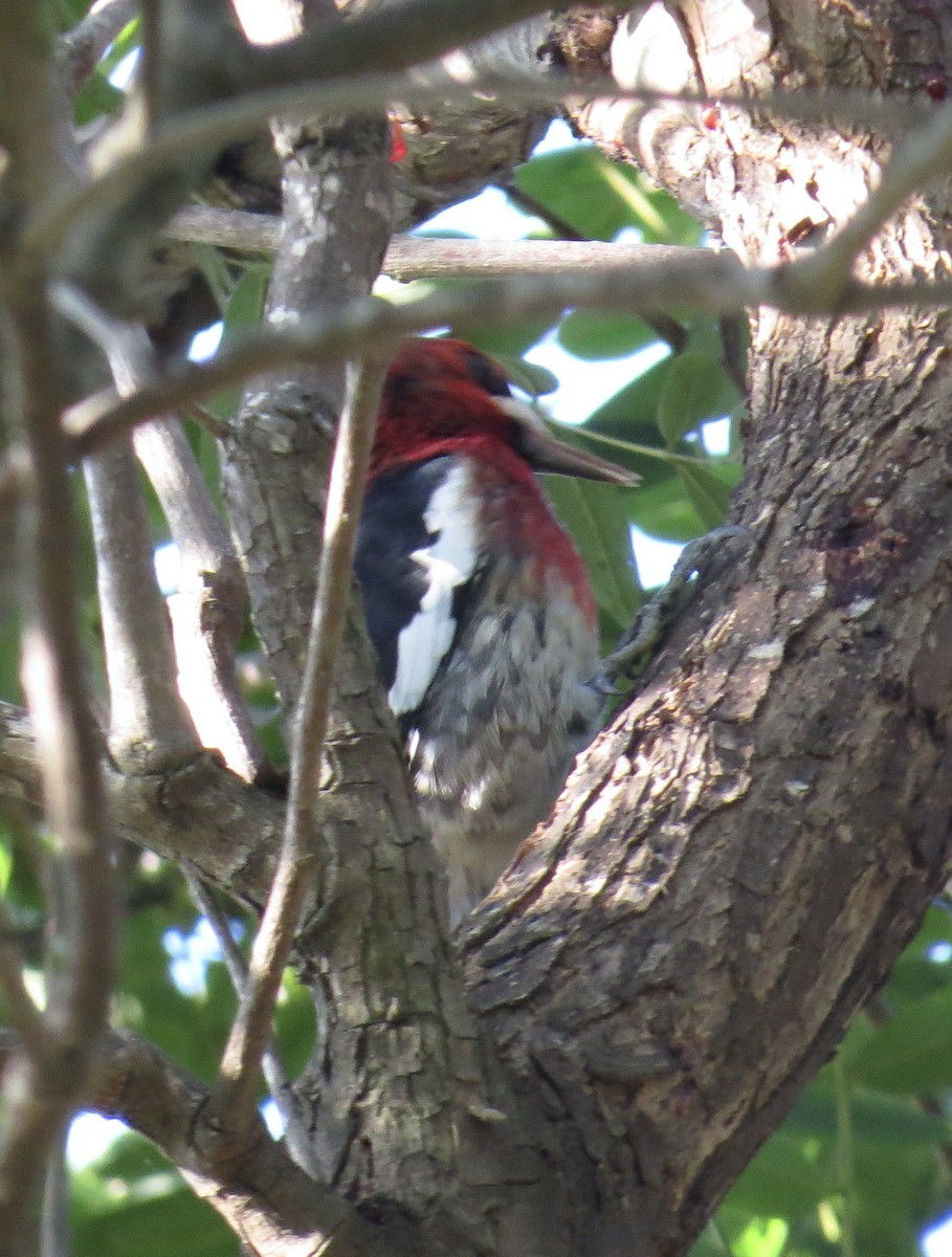 Red-breasted Sapsucker - ML646373942