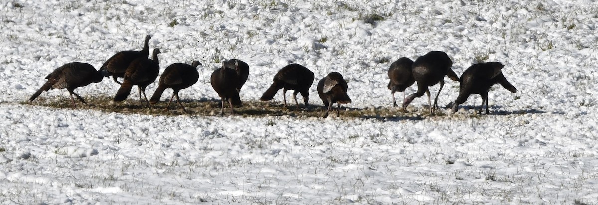 Wild Turkey - ML646373943