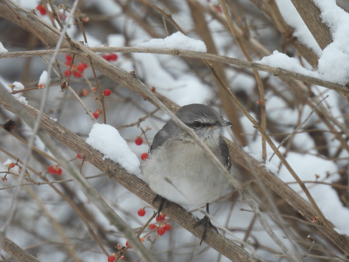 Пересмішник багатоголосий - ML646373949