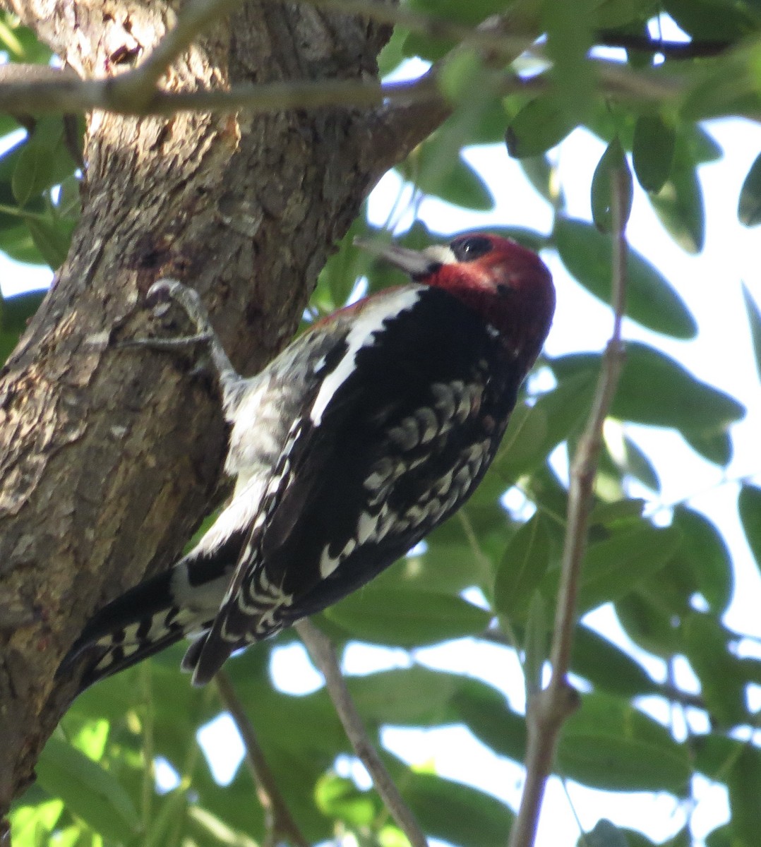 Red-breasted Sapsucker - ML646373950