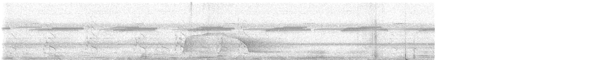 Пига гаянська - ML646373952