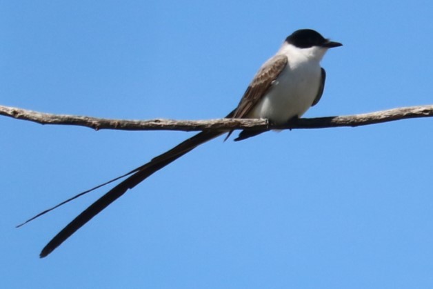 Fork-tailed Flycatcher - ML646373953