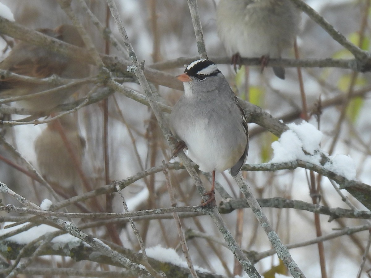 White-crowned Sparrow - ML646373954